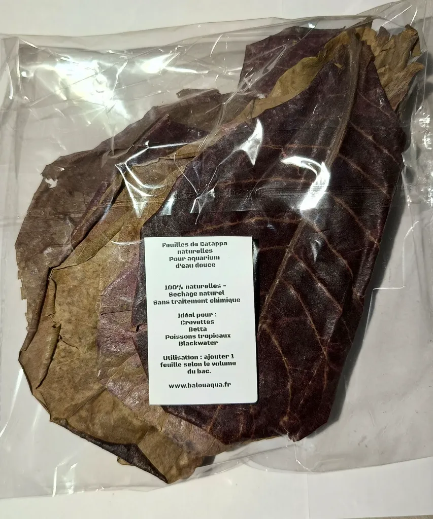 feuilles-catappa-terminalia-catappa-aquarium.jpgfeuilles-catappa-terminalia-catappa-aquarium.jpg