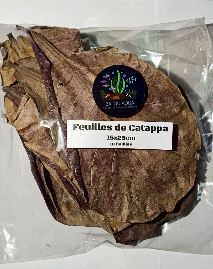 catappa-crevettes-caridina-neocaridina.jpg