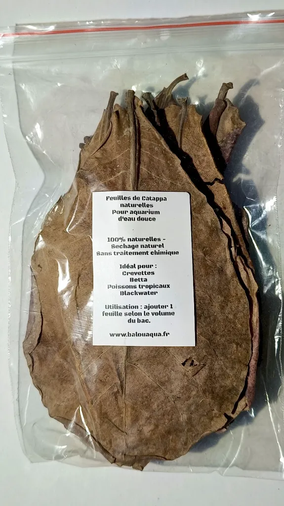 feuilles-catappa-eau-noire-aquarium.jpg