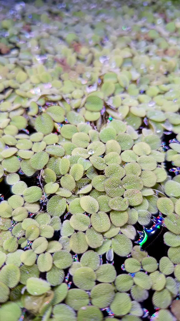 salvinia-natans-plante-flottante-aquarium.jpg