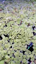 salvinia-natans-plante-flottante-aquarium.jpg