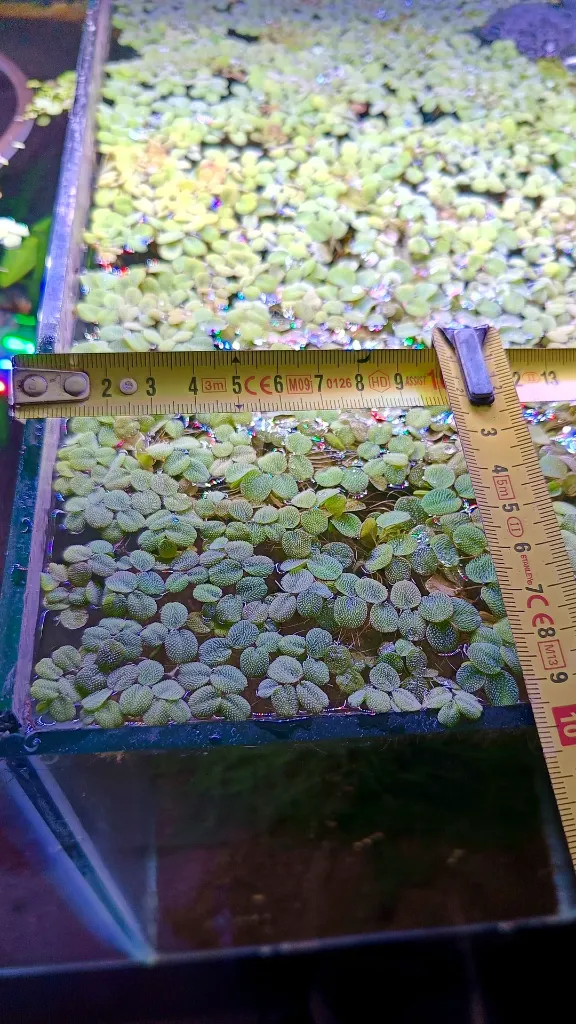 salvinia-natans-portion-10x10cm-surface.jpg
