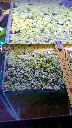 salvinia-natans-portion-10x10cm-surface.jpg