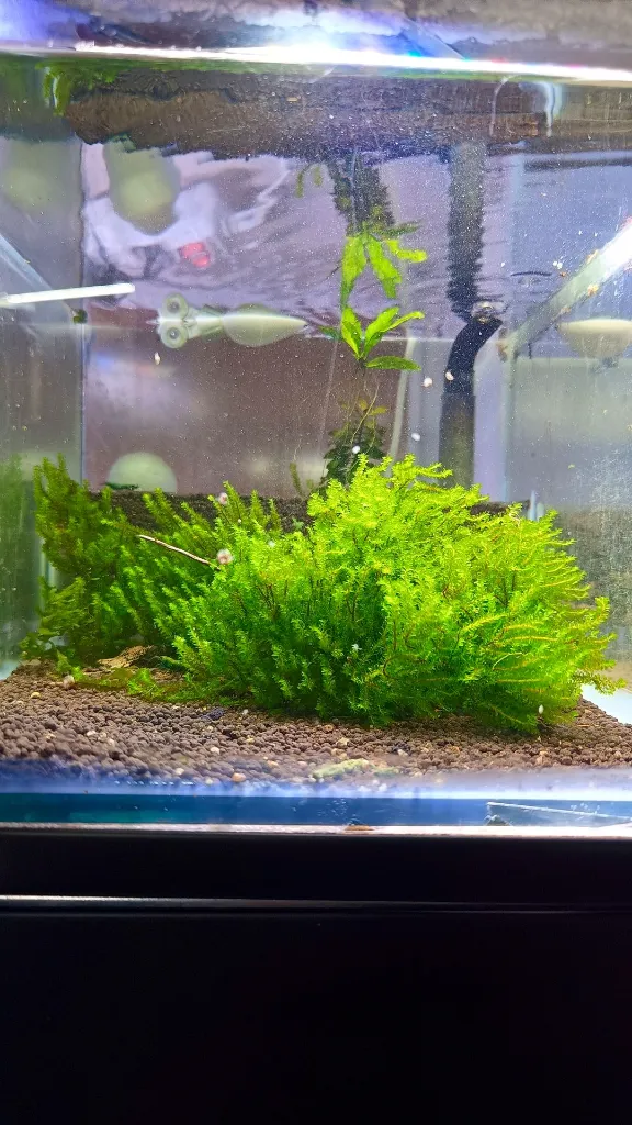 hookeriaceae-sp-rare-moss-aquarium.webp