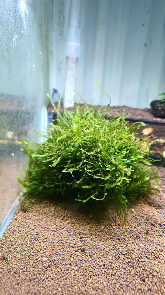cameroon-moss-plante-dans-aquarium.webp