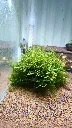 cameroon-moss-plante-dans-aquarium.webp