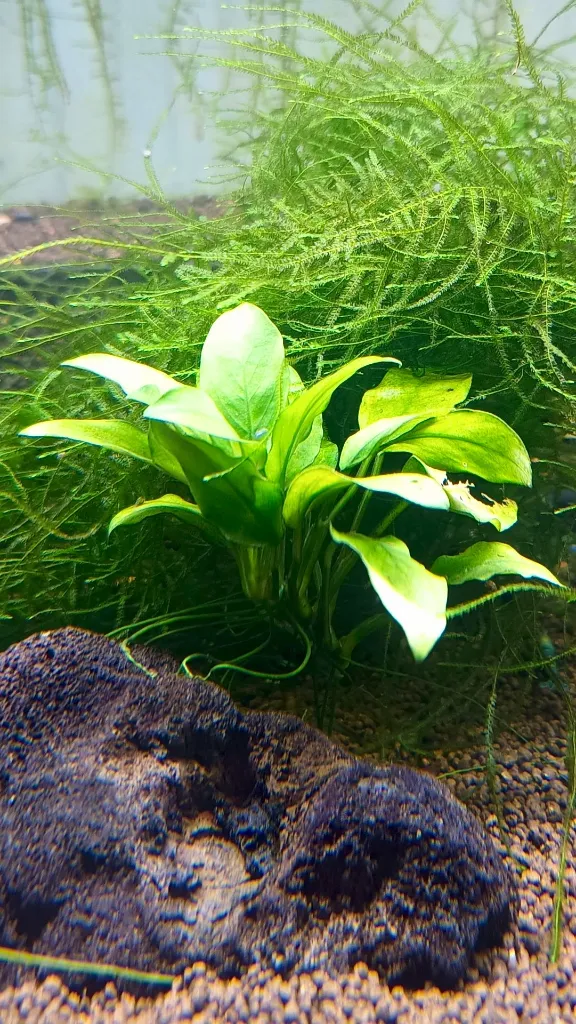 anubias-barteri-nana-bouture-racines.jpg
