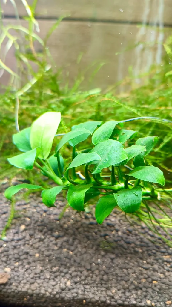 anubias-nana-aquarium-plante.jpg