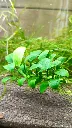 anubias-nana-aquarium-plante.jpg