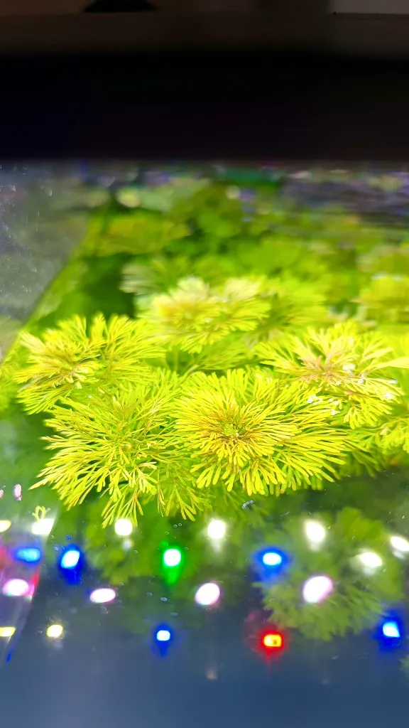 limnophila-sessiliflora-surface-doree-aquarium.jpg
