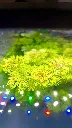 limnophila-sessiliflora-surface-doree-aquarium.jpg