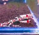 IMG_20251220_185621.webp