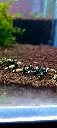 filiz-biofilm-plus-crevette.webp