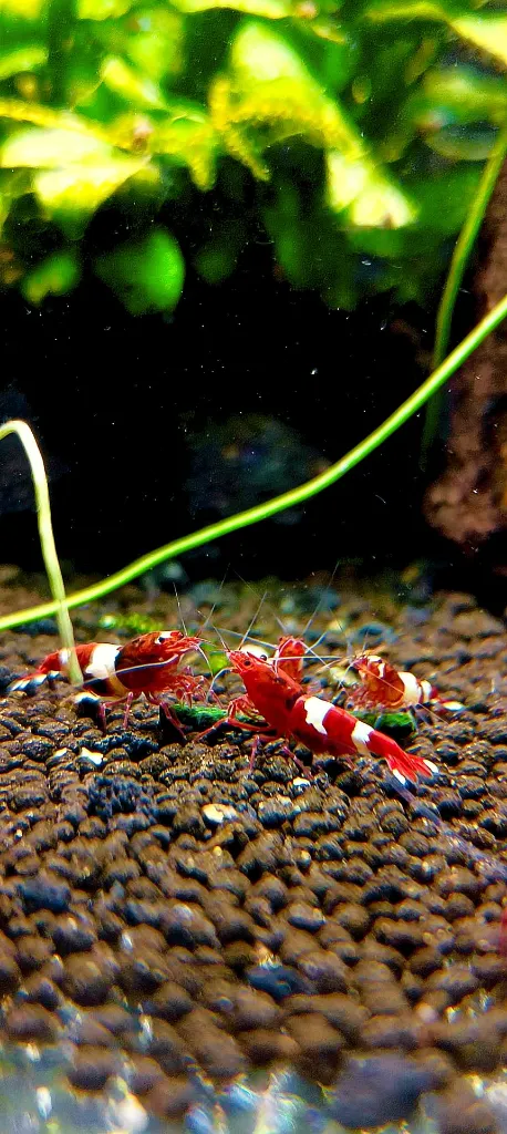 crevettes-caridina-neocaridina-filiz-ortie-spiruline.webp