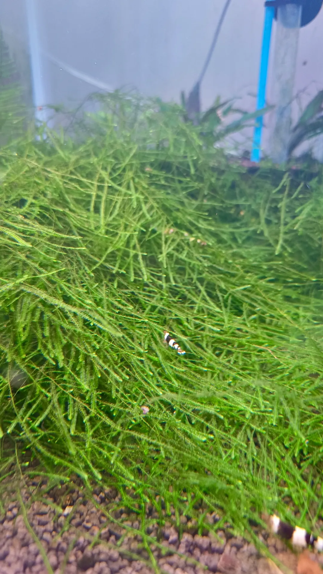 Taxiphyllum barbieri – Mousse de Java pour aquarium crevettes