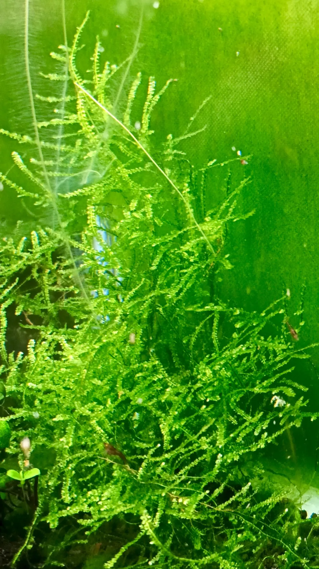 Vesicularia montagnei / Christmas Moss