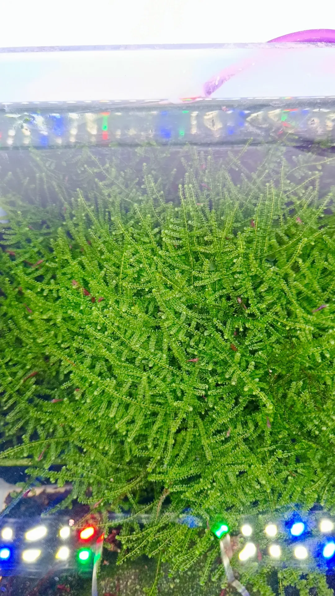 Vesicularia montagnei – Christmas Moss pour aquarium crevettes