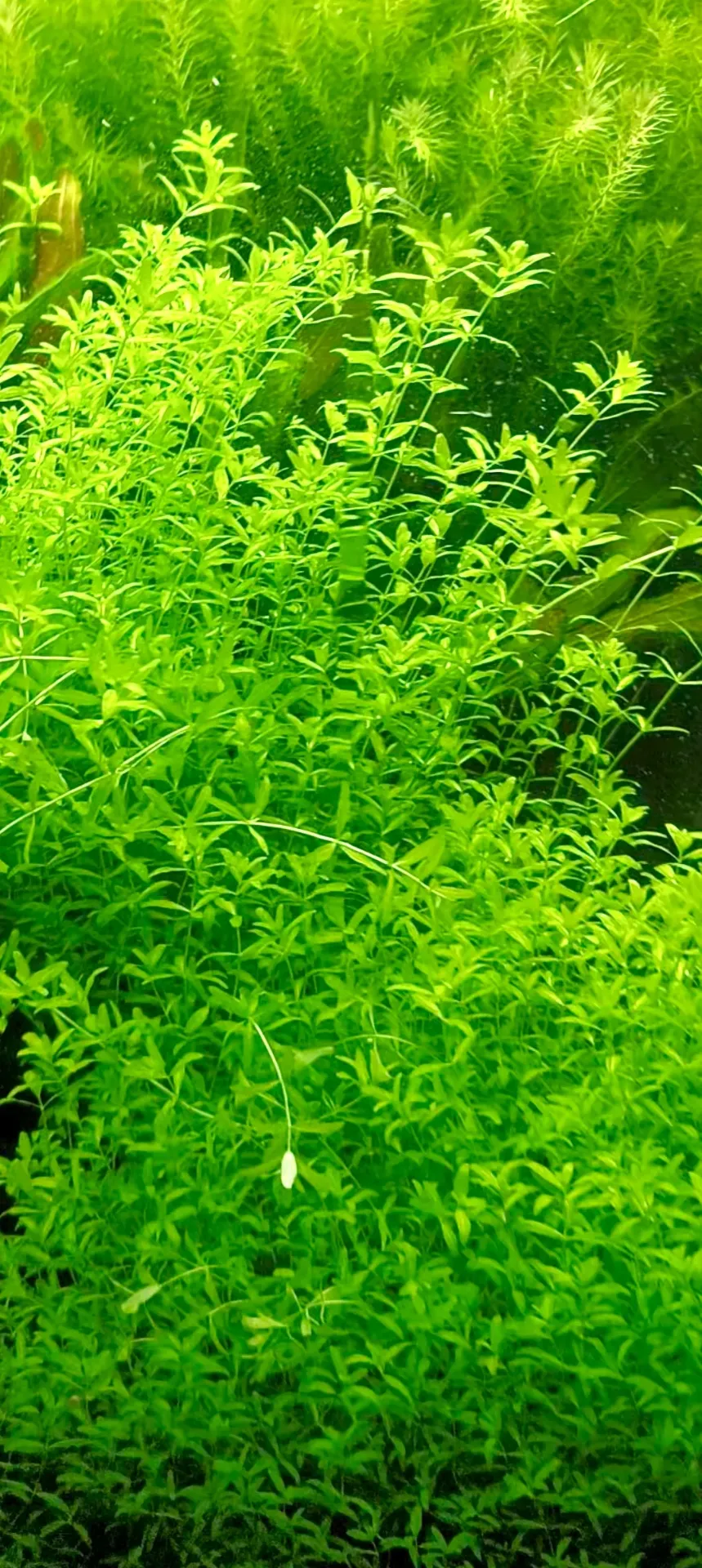 Hemianthus micranthemoides