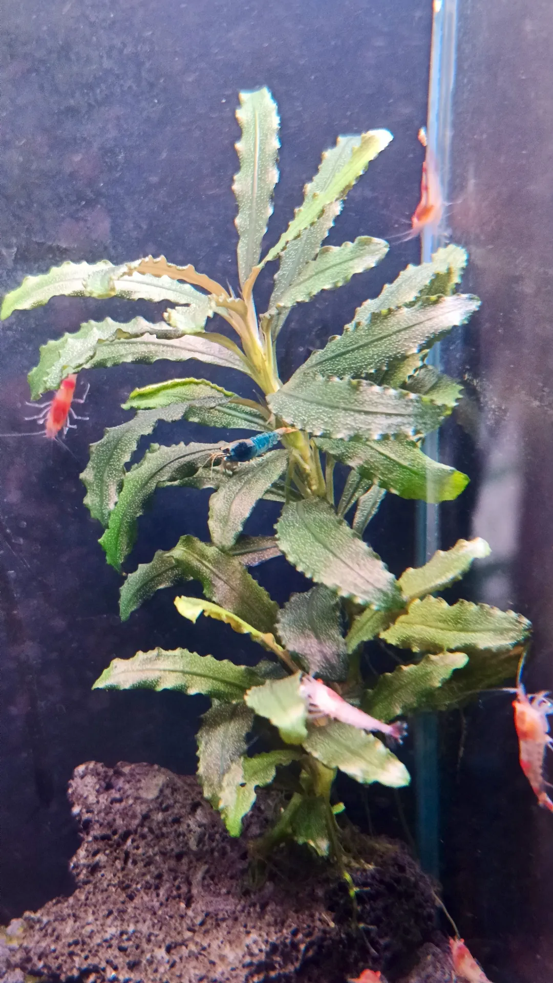 Bucephalandra kedagang – Plante aquarium pour crevettes (culture immergée France)
