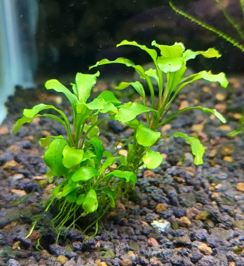 Bucephalandra Wavy Green – Plante aquarium facile – Culture immergée France