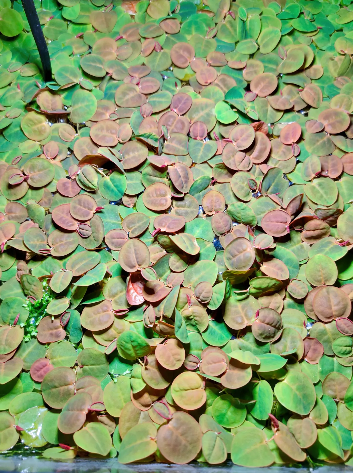 Phyllanthus fluitans – Red Root Floater – Plante flottante aquarium crevettes