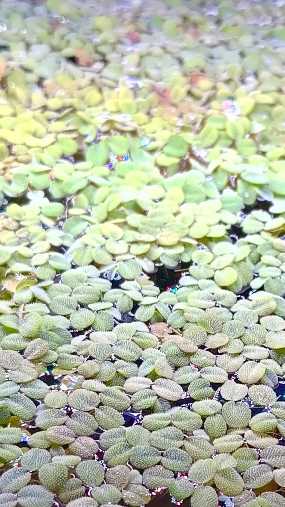 Salvinia natans – Portion 10x10 cm