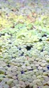 Salvinia natans – Portion 10x10 cm