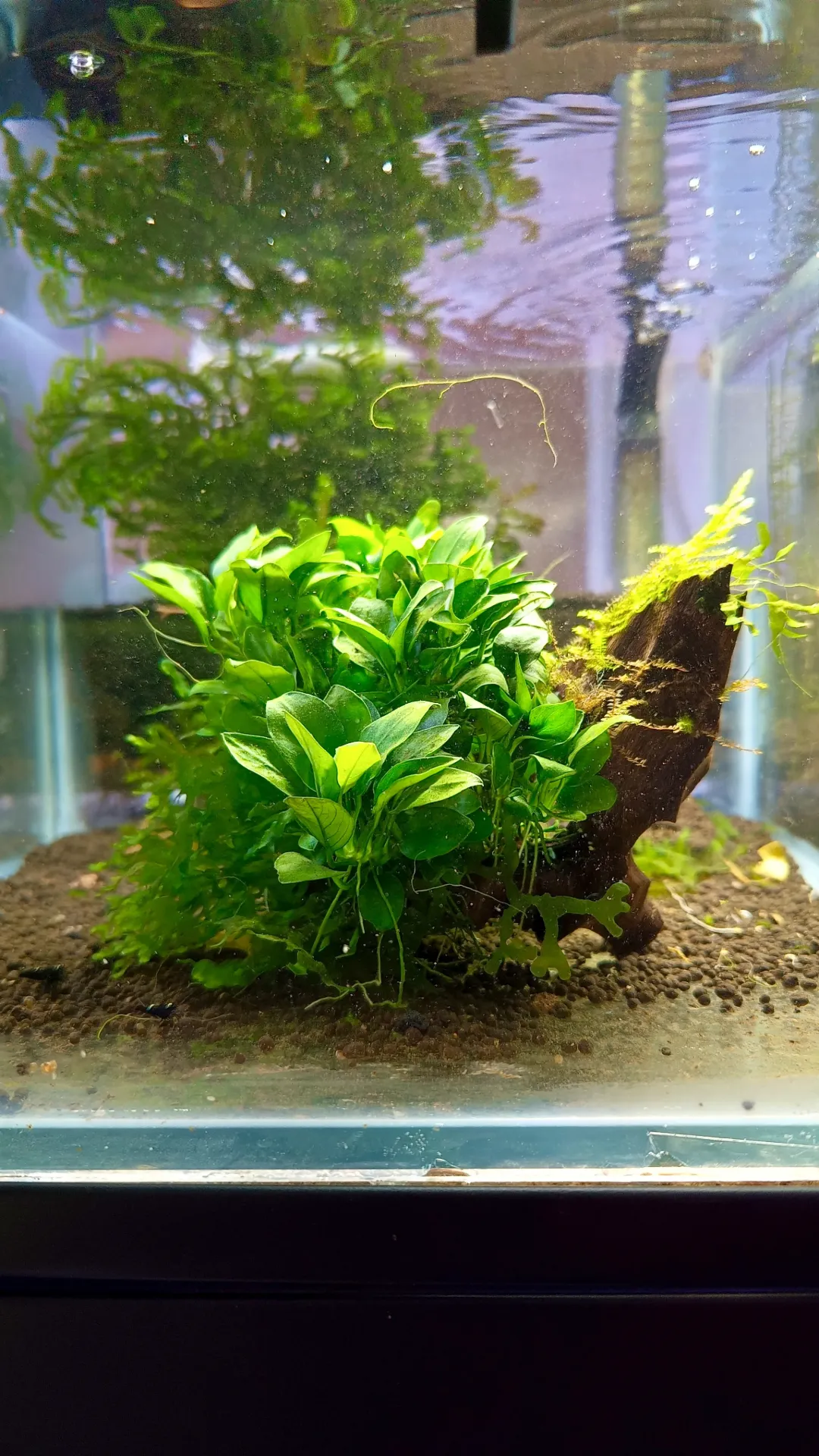 anubias nana sur mangrove
