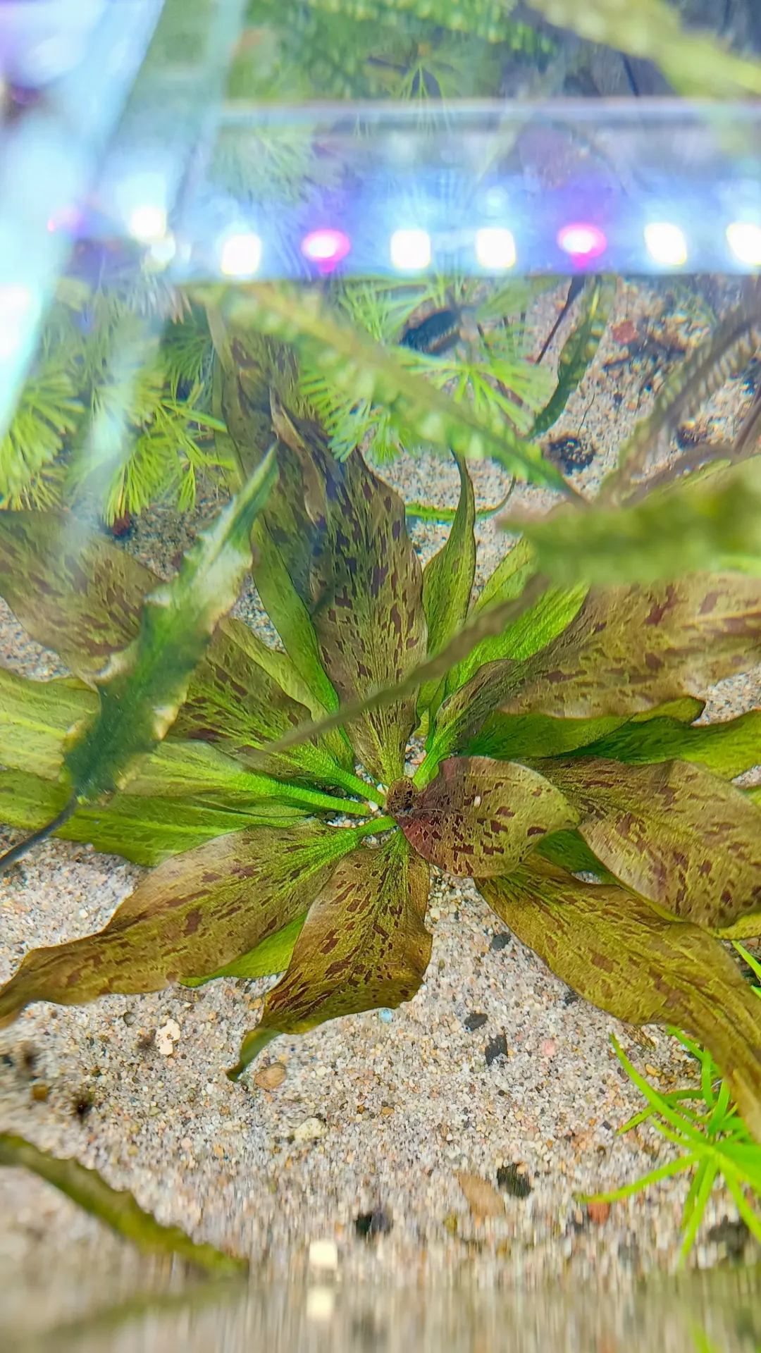 Echinodorus Ozelot – Plante aquarium facile – Grande plante décorative