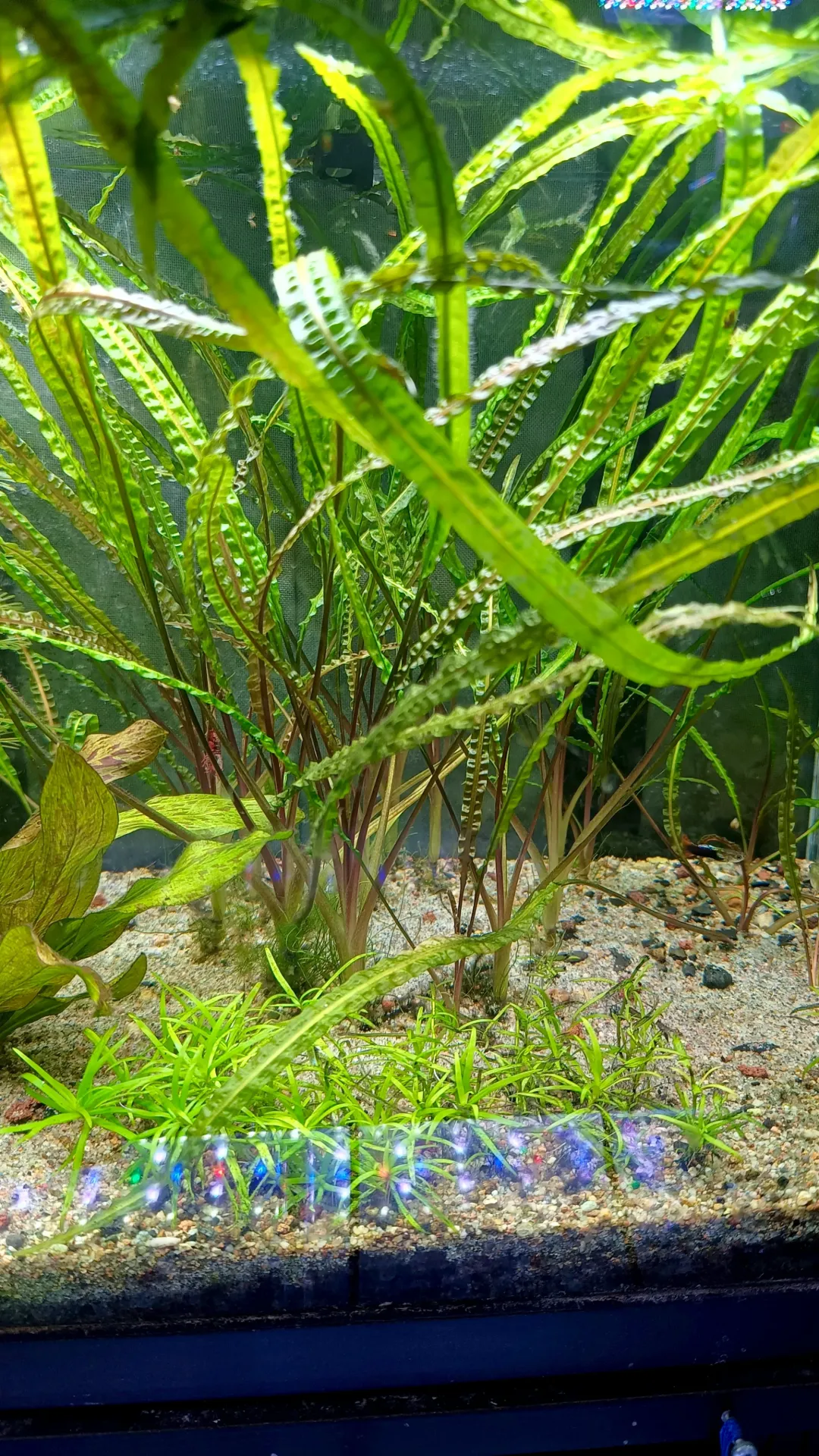 Cryptocoryne Crispatula – Plante aquarium facile – Plante idéale pour crevette