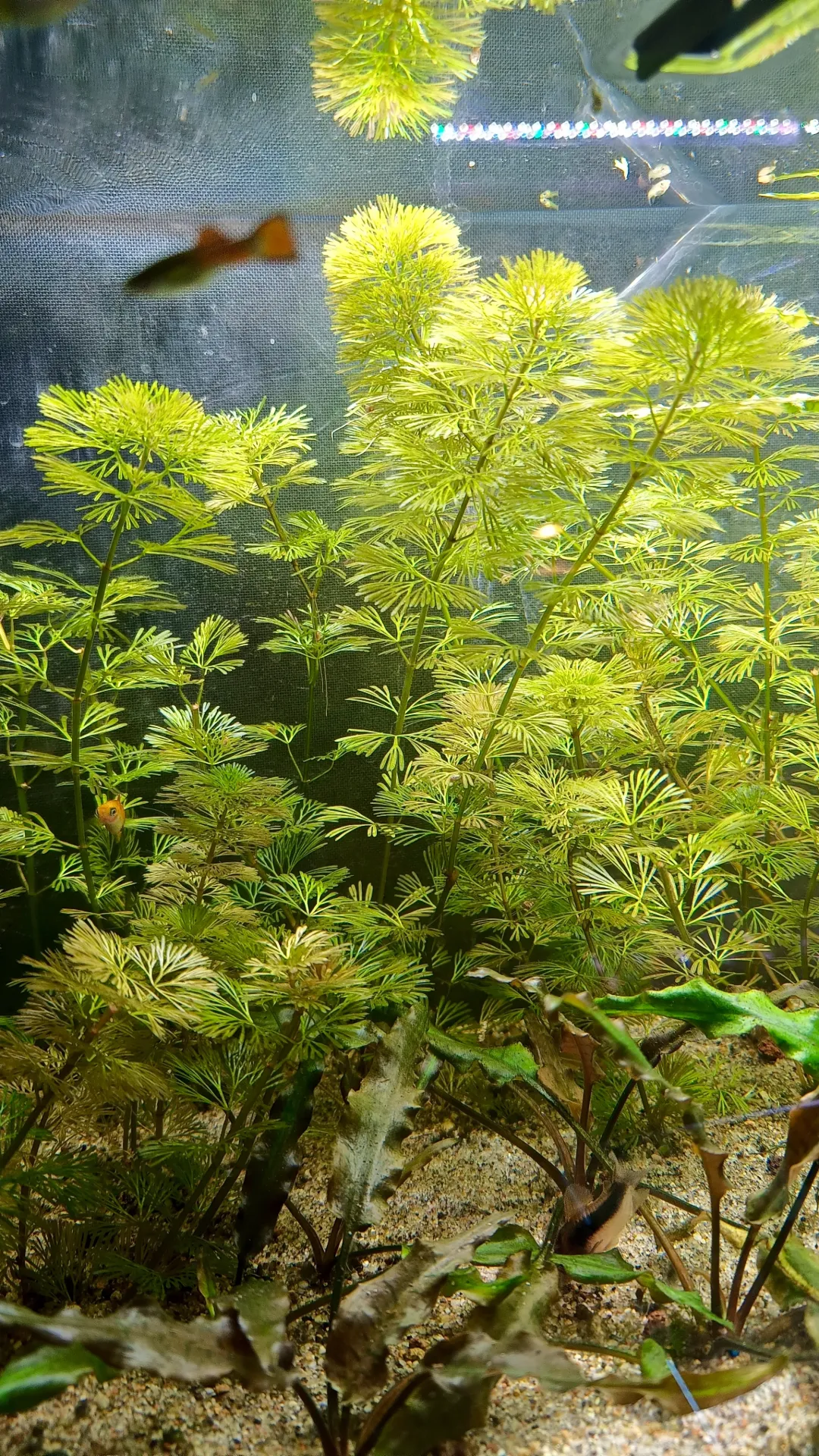 Cabomba aquatica – Plante aquarium à croissance rapide – Anti-algues naturelle