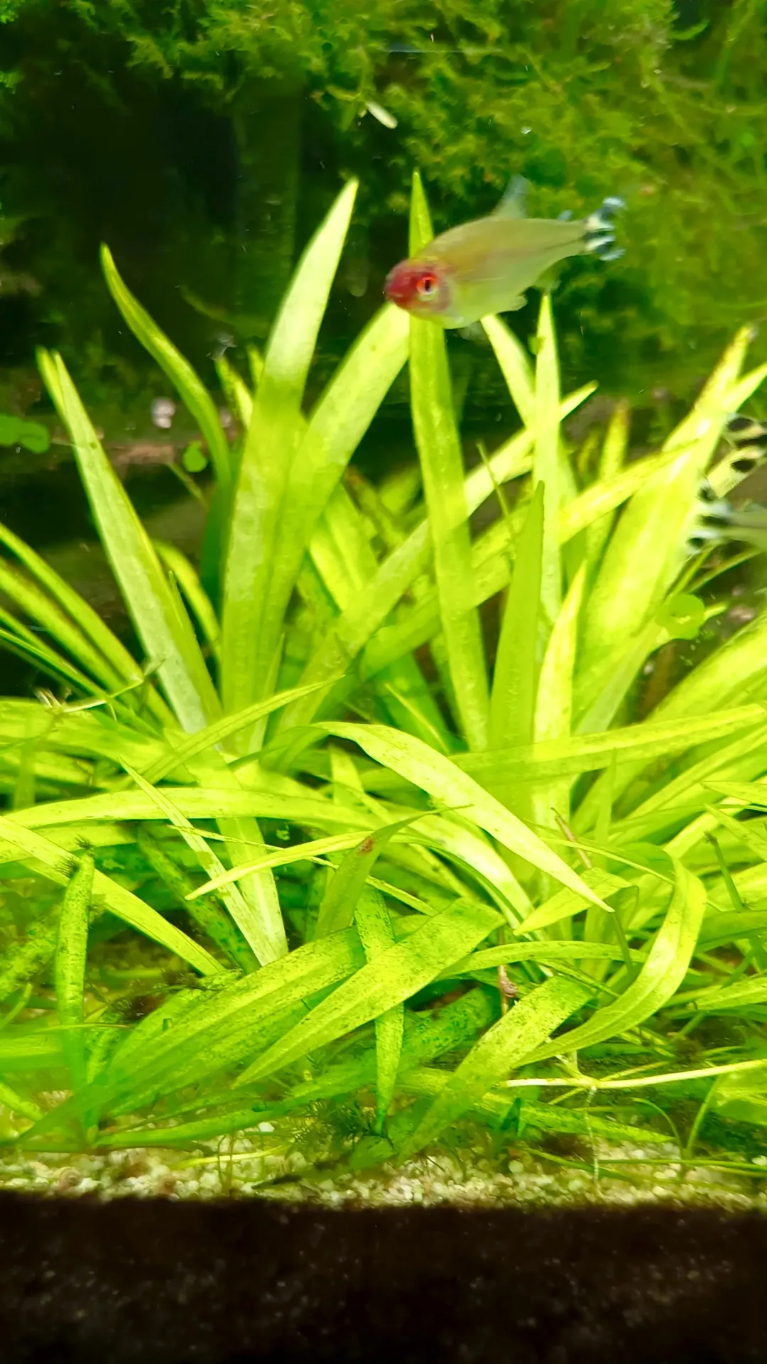 Helanthium Quadricostatus – Plante gazonnante aquarium facile pour aquascaping et avant-plan