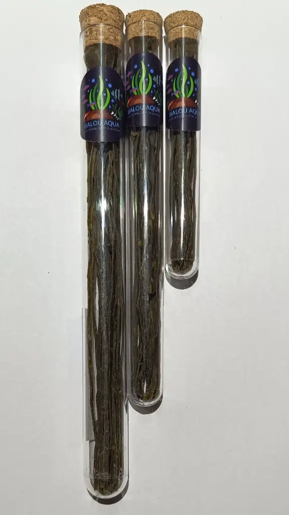 Filiz Brocolis – Nourriture Naturelle pour Crevettes d’Aquarium (Tube)