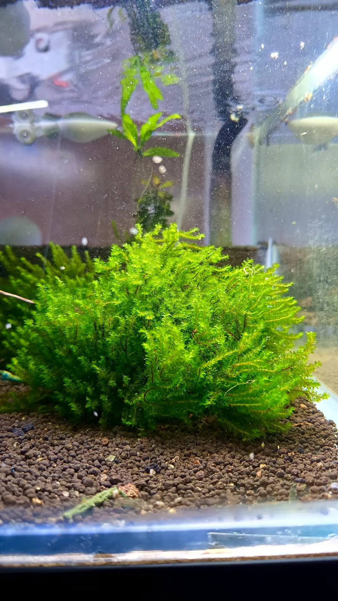 RARE Moss Hookeriaceae sp.