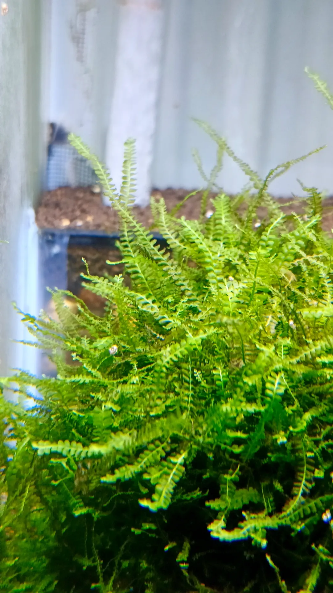 Cameroon Moss – Mousse aquatique rare