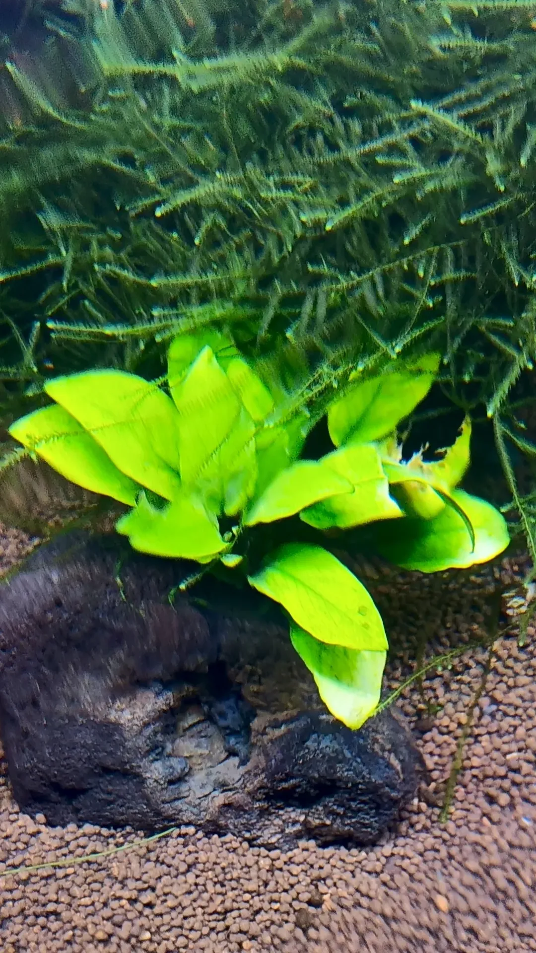 Anubias barteri var. nana — Anubia Nana