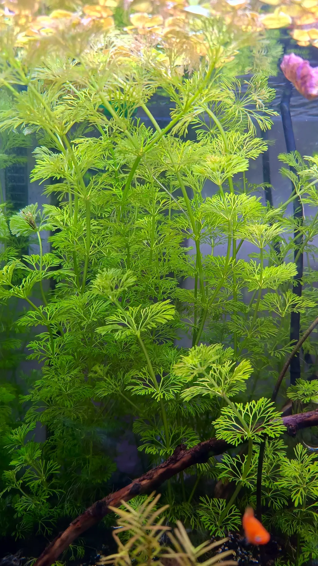 Limnophila sessiliflora "Ambulia" — bouture fraîche cultivée en immergé