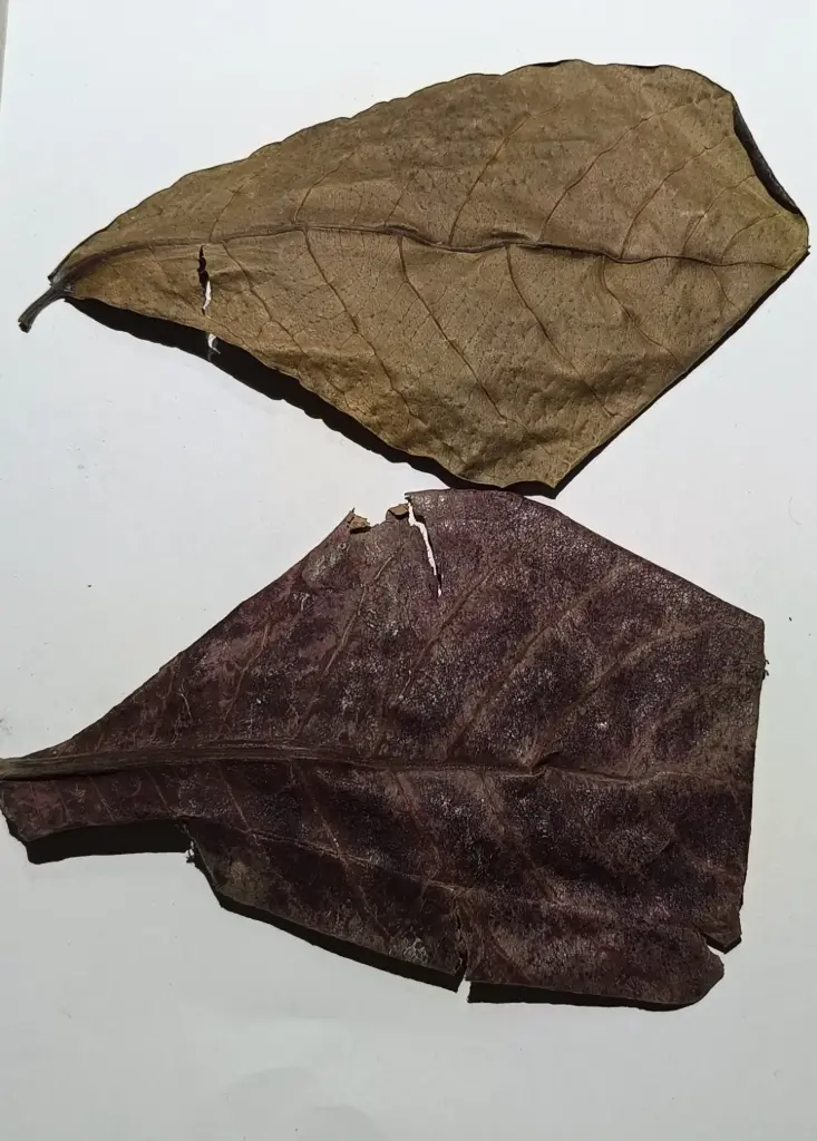 Feuilles de catappa naturelles pour aquarium – crevettes, poissons et eau noire (10x20cm)