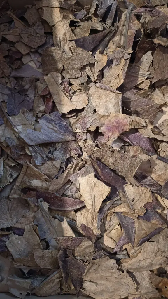 Feuilles de catappa brisées pour aquarium – naturelles pour crevettes, poissons et eau noire (10g)